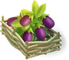 Auberginenbeet